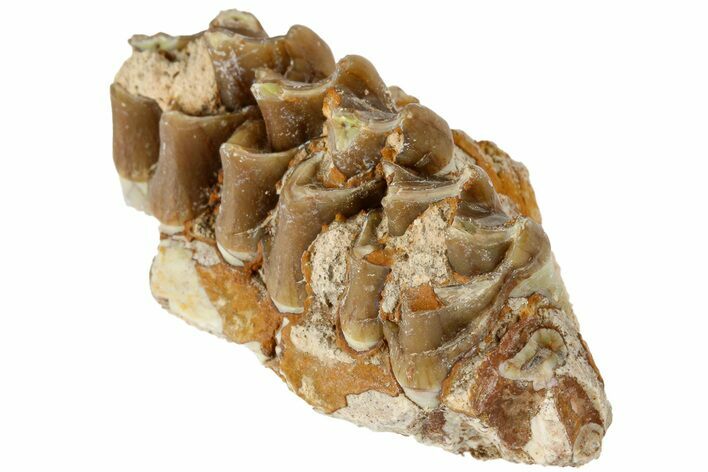 Oreodont (Merycoidodon) Jaw Section - South Dakota #184247